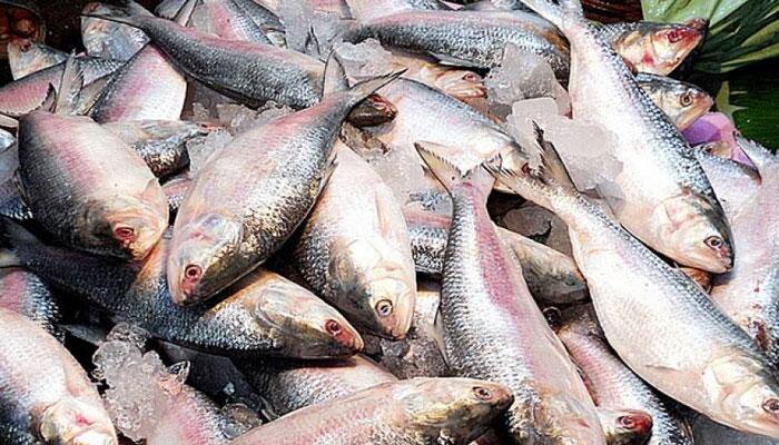 Hilsa Fish Demand Raises In Navratri 2022 As It Also Helps In Heart