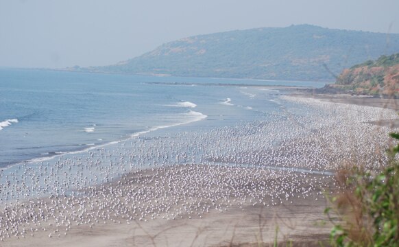 रत्नागिरी जिल्ह्यीतील दापोली तालुक्यातील आंजर्ले येथील समुद्र किनारी आलेले सीगल्स पक्षी. यांचा फोटो काढलाय धीरज वाटेकर यांनी