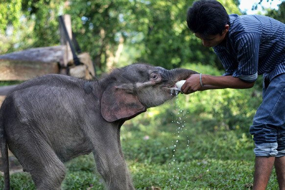 पाल्म तेल वृक्षारोपण येथे राजूला सापडलेल्या एक महिन्याचे बाळ असलेल्या सुमात्रन हत्तीला दूध पाजताना राजू..