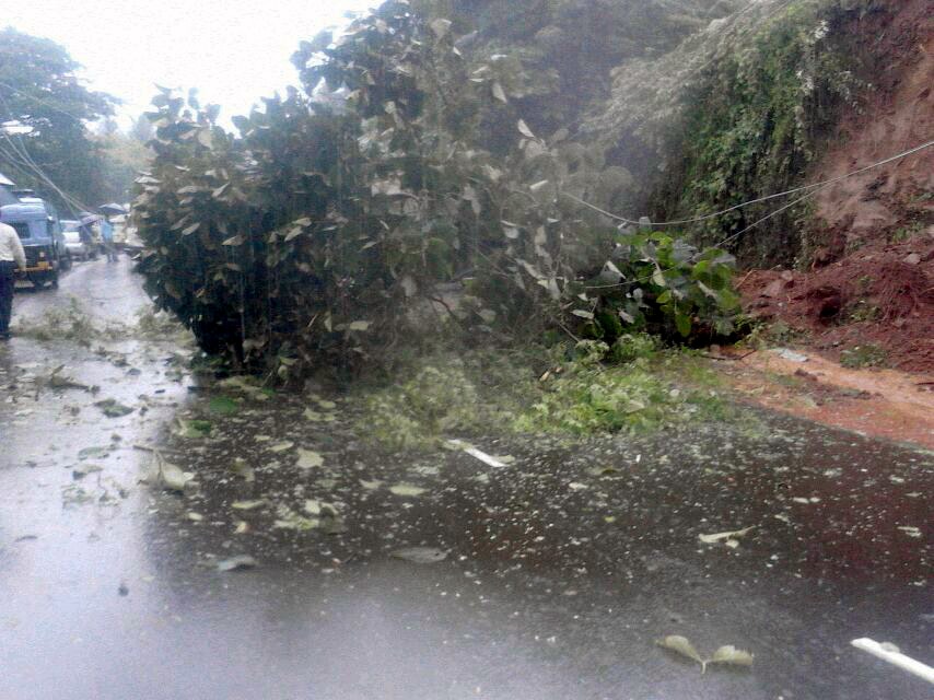 मुंबई-गोवा महामार्गावरील संगमेश्वर येथे दरड कोसळल्याने झाड रस्त्यावर आले.