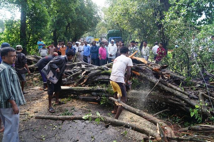 रत्नागिरी जिल्ह्यात नाणीज येथे शाळेजवळ रस्त्यावर झाड कोसळले.