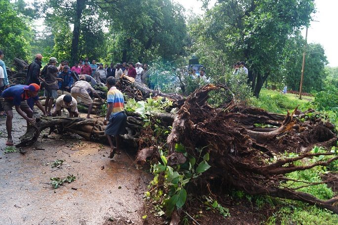  नाणीज येथे शाळेजवळ रस्त्यावर झाड कोसळले.