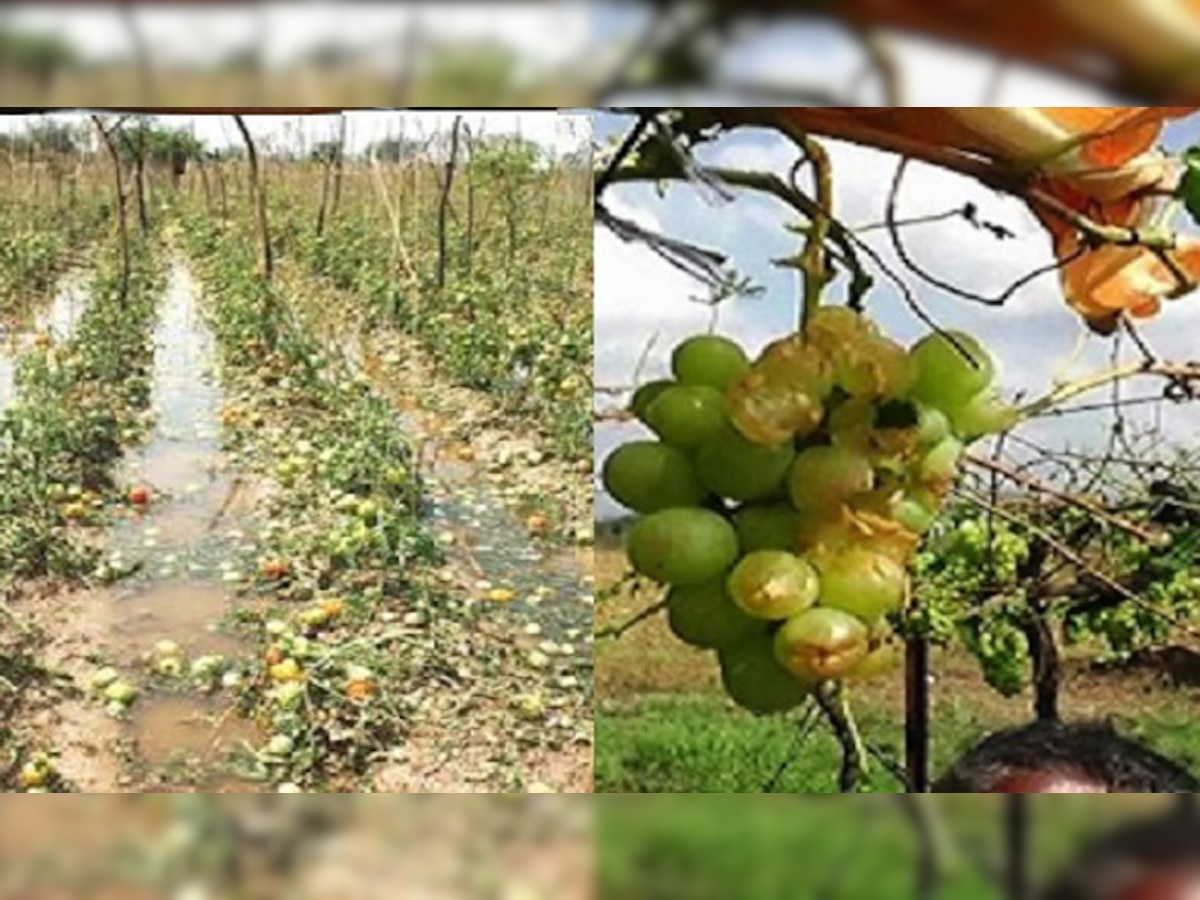 नाशिक जिल्ह्यात पाऊस; द्राक्ष, डाळिंब, कांद्याचं नुकसान title=