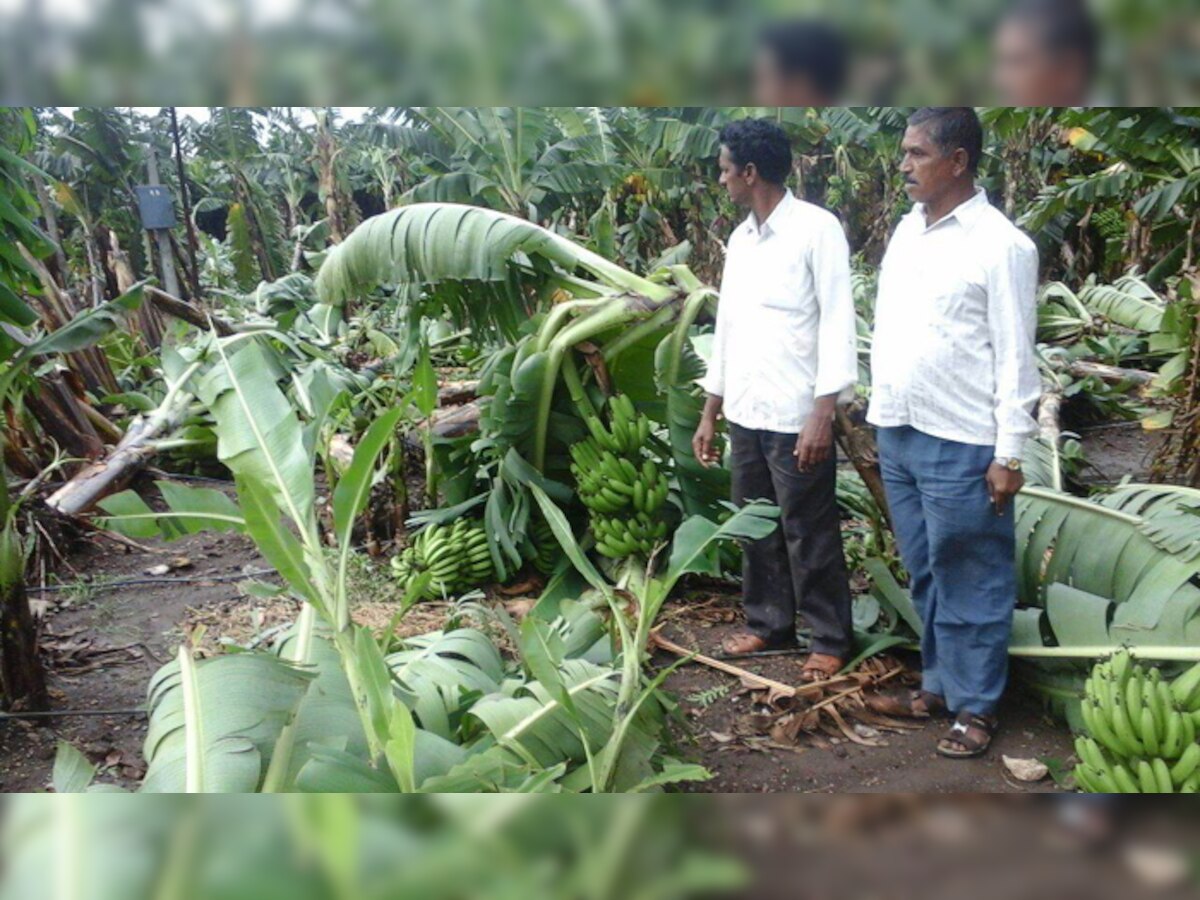 गारपीटग्रस्त शेतकऱ्यांना सरकारची मदत जाहीर title=