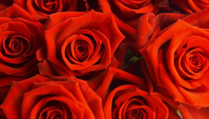 ७ फेब्रुवारी - Rose Day

हा आठवडा व्हॅलेंटाइन डे सेलिब्रेट करण्याचा आठवडा आहे. आठवड्याचा पहिला दिवस ७ फेब्रुवारी आहे गुलाबांचा दिवस... आपल्या भावना गुलाबाचं फुल देऊन आपल्या प्रियजनांपर्यंत पोहोचवा. महिलांना फुलं खूप आवडतात. त्यांचा सुगंध आपला मुडही सुंगधित करतो. 


 
