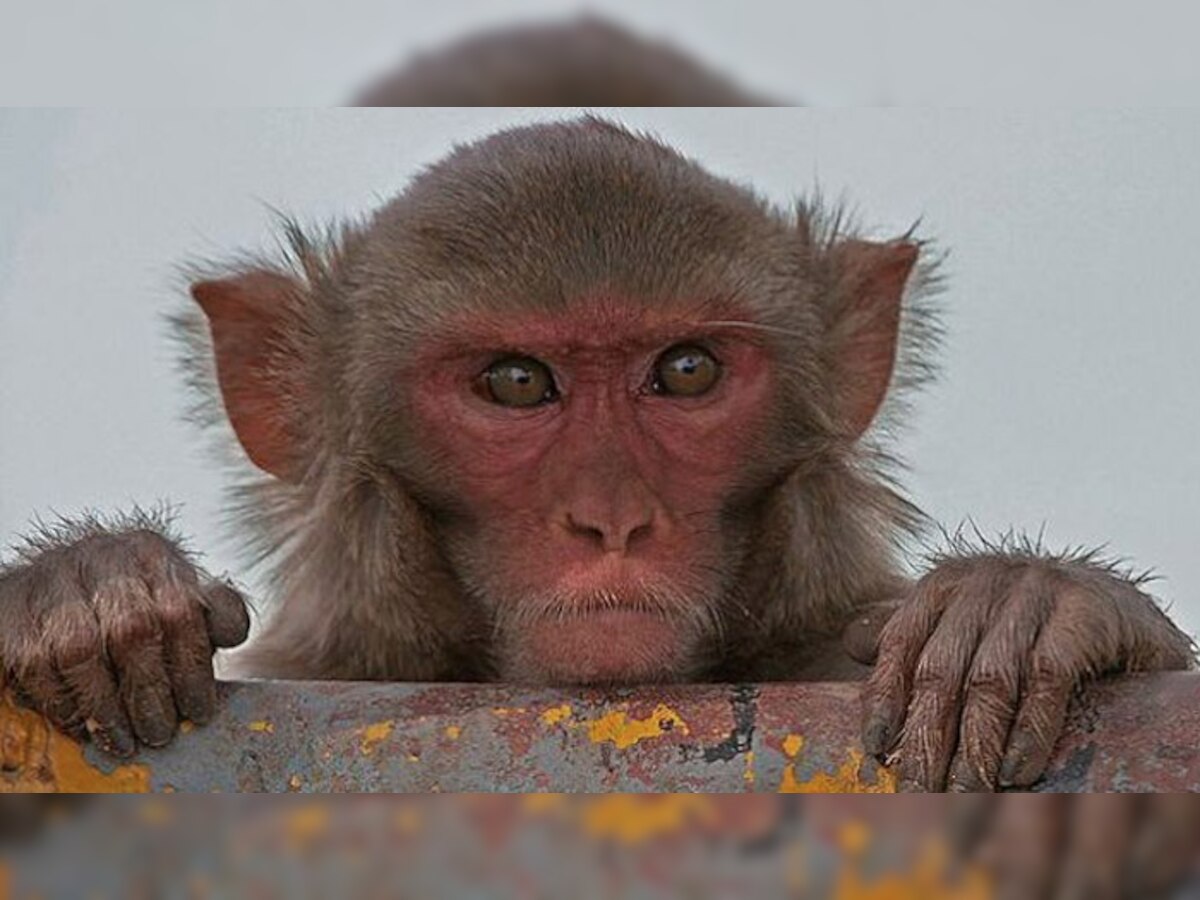 नॅशनल पार्कमध्ये माकडांचा रहस्यमय मृत्यू, माकडांचे डोळे गायब title=