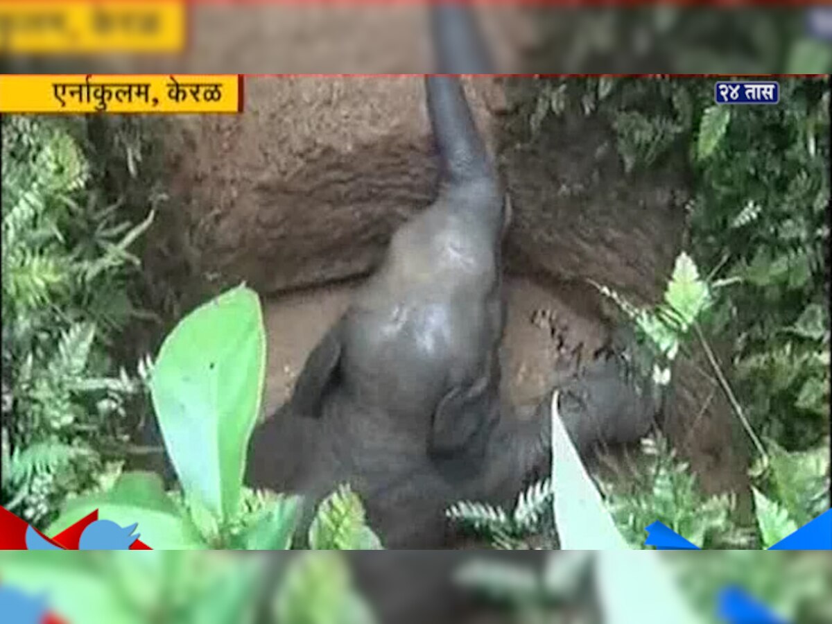 व्हिडिओ: २ वर्षाचं हत्तीचं पिल्लू विहिरीत पडलं title=