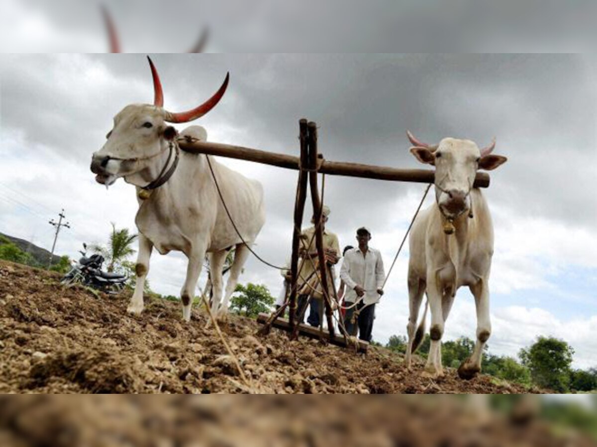 जळगाव जिल्ह्यात पिककर्जाचे पैसे मिळत नसल्याने शेतकरी चिंतेत title=