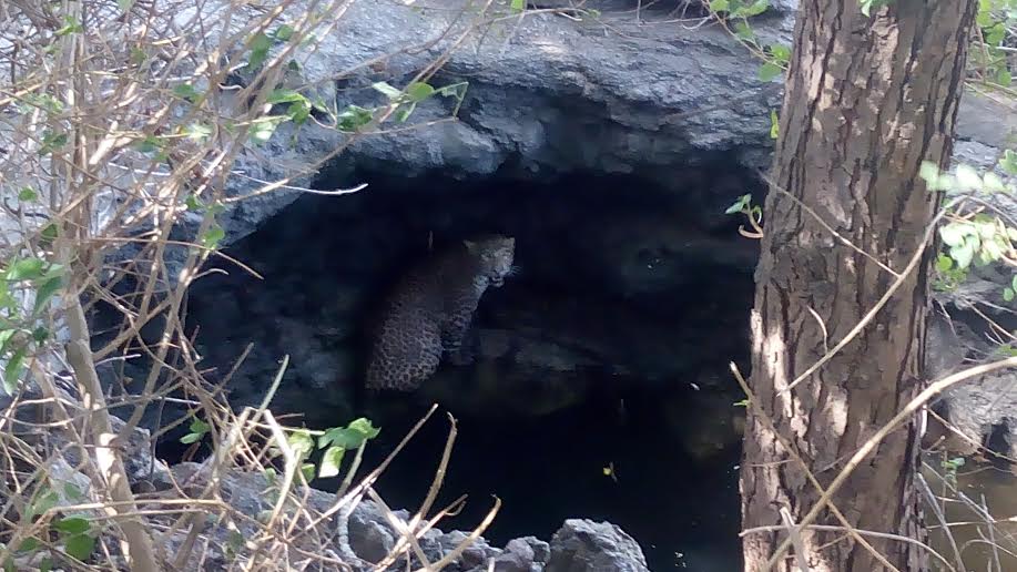 १२ तासांपासून विहिरीत पडला बिबट्या, वनविभागाचं दुर्लक्ष
