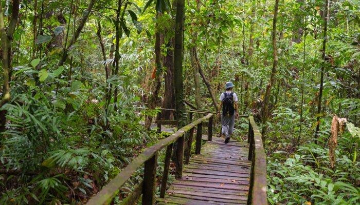 मलेशियातील मंत्रमुग्ध करणारे दृश्य! - Borneo Rainforest
