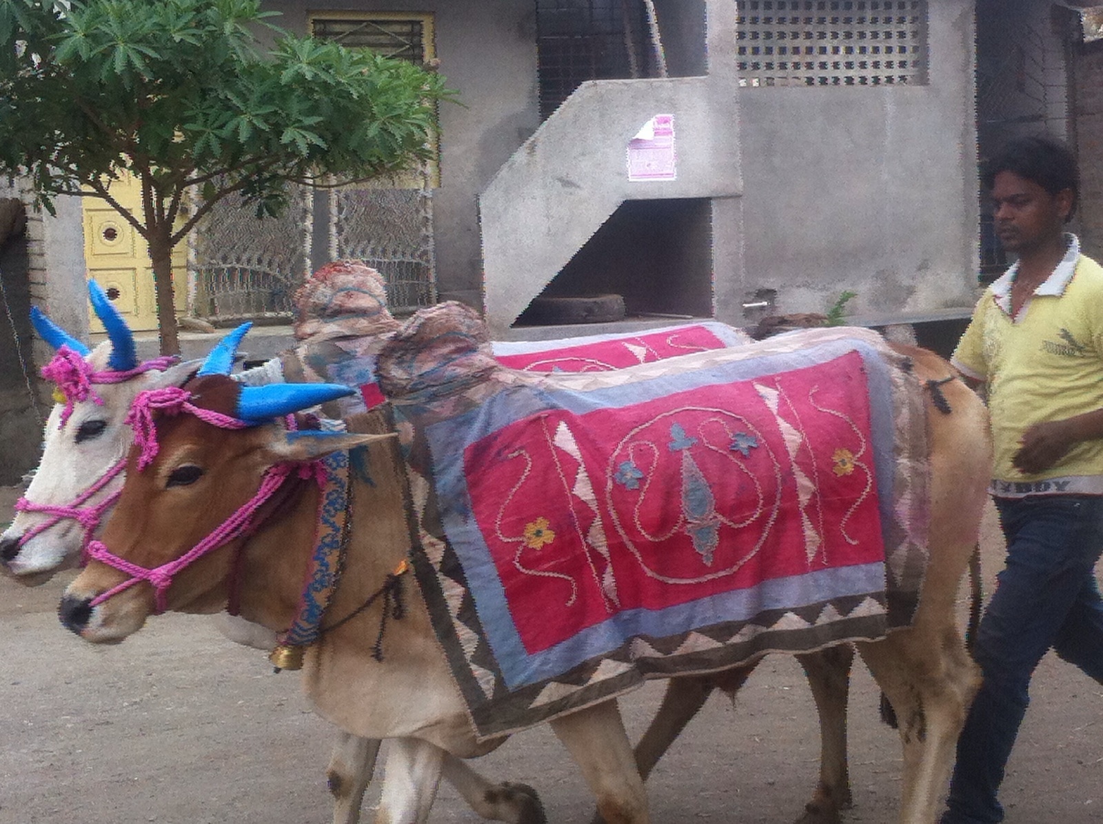 शिंगांना रंग, झूल आणि बरंच काही... जळगावात पारंपरिक पद्धतीनं बैलांची पूजा करून बैलपोळा साजरा झाला
