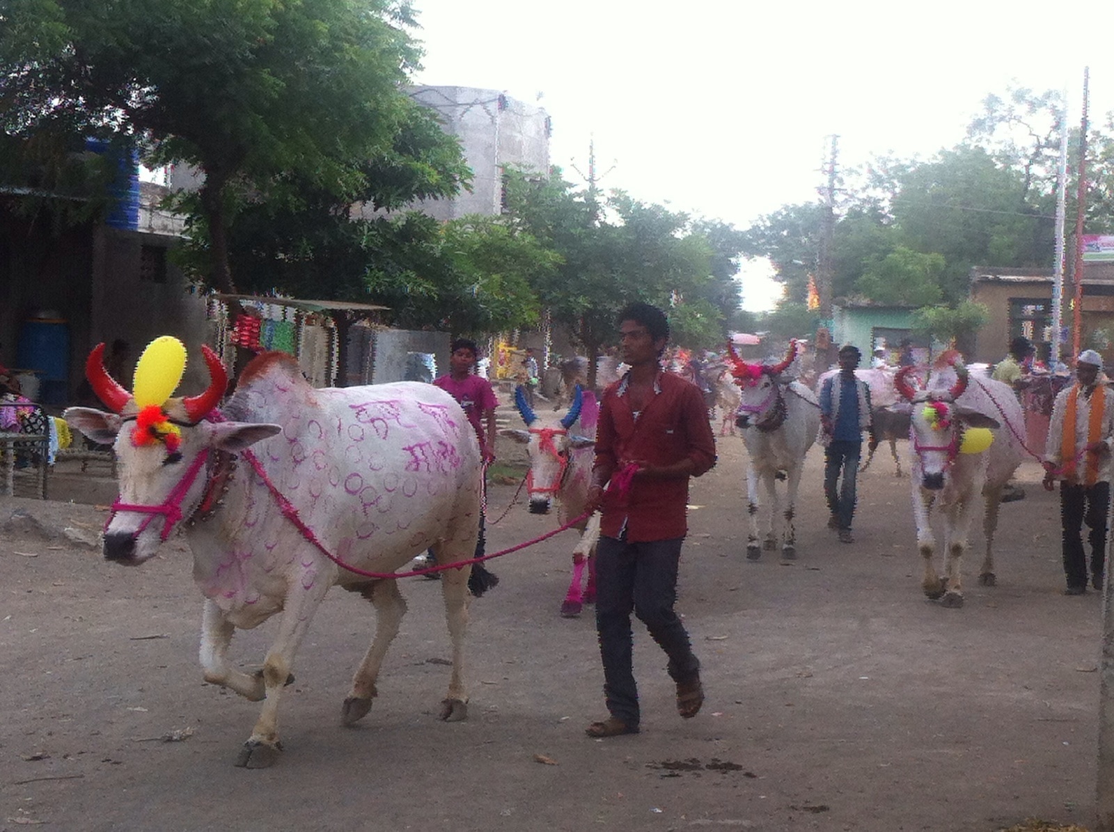 शिंगांना रंग, झूल आणि बरंच काही... जळगावात पारंपरिक पद्धतीनं बैलांची पूजा करून बैलपोळा साजरा झाला
