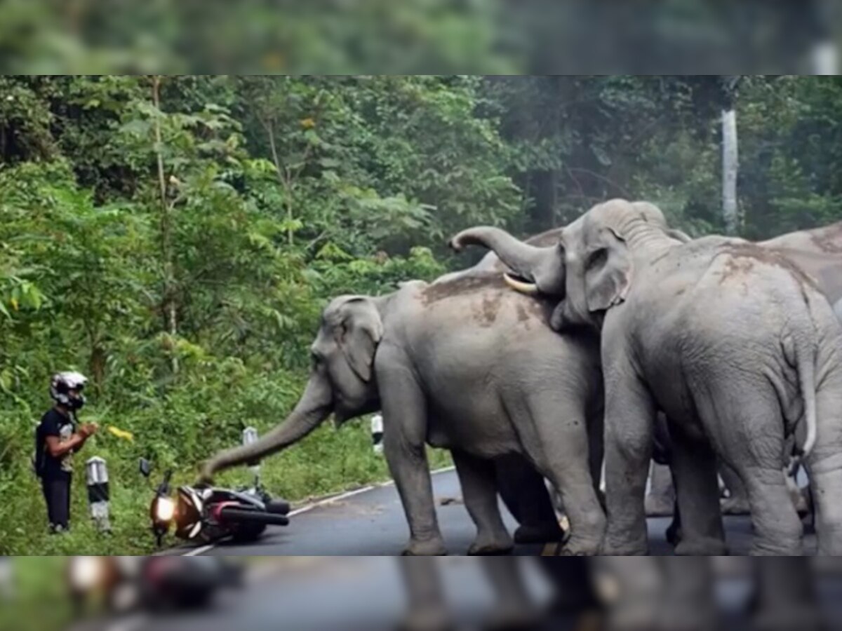 व्हिडीओ | सहा हत्तींचा मोटरसायकलस्वारावर हल्ला title=