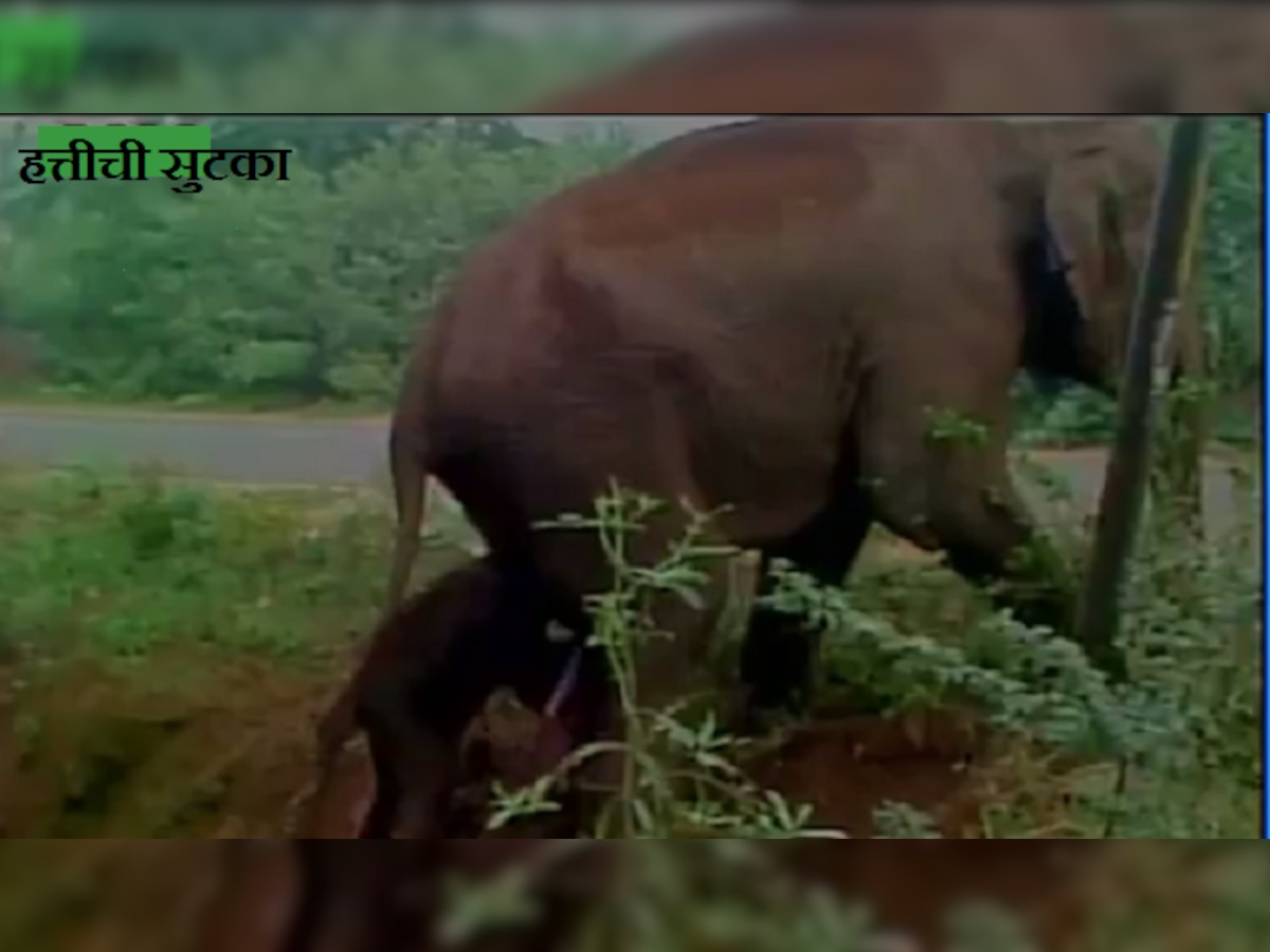 पाहा हत्तीणीचा आपल्या नवजात बाळासह खड्ड्यातून बाहेर पडण्याचा संघर्ष title=