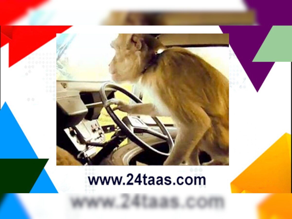ड्रायव्हरच्या सीटवर बसून जेव्हा माकडानं घेतला बसचा ताबा! title=