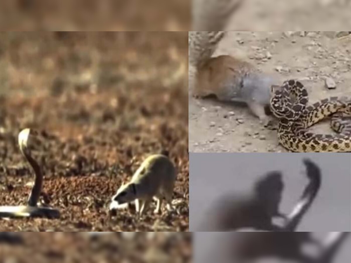 Video साप आणि खारुताईची रोमांचक लढाई title=