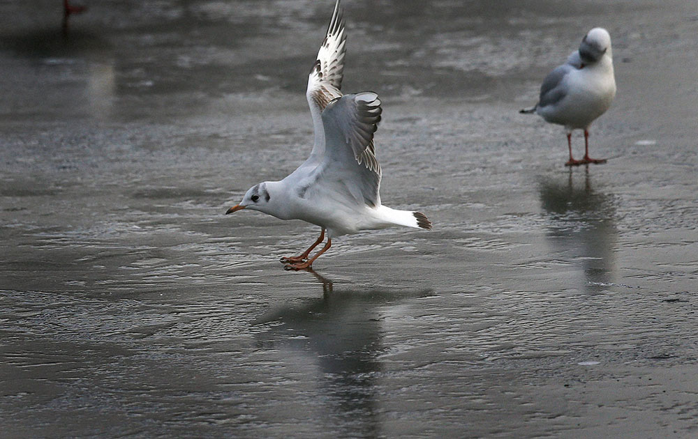 लंडन येथील सेंट जेम्स पार्क येथे गोठलेल्या तलावात खेळणारे गल कुरव पक्षी
