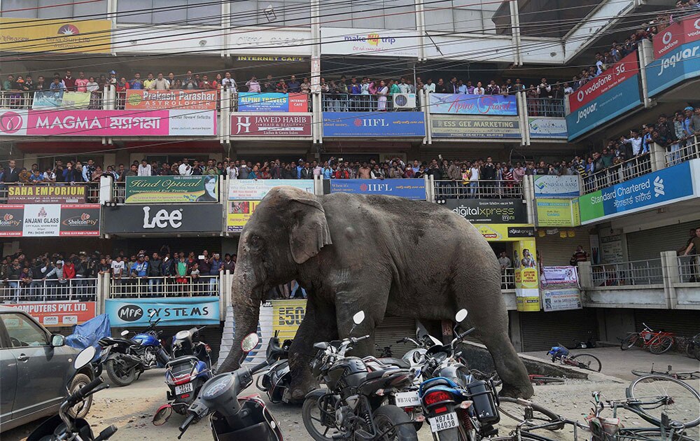 सिलिगुड़ी येथे शॉपिंग मॉलच्या बाहेर हत्तीचा धुमाकूळ
