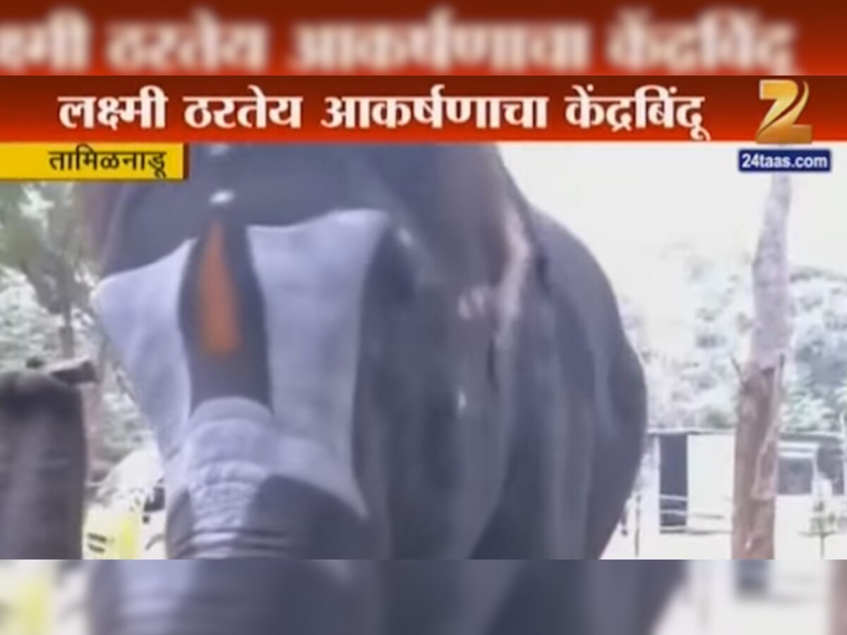 Video : हत्ती बाजवतो सोंडेने बाजा  title=