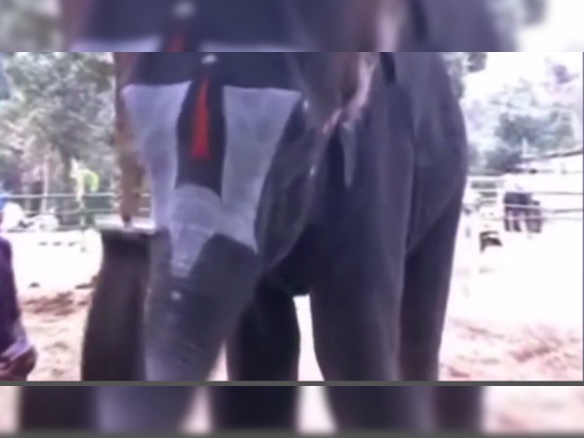 व्हिडिओ : माऊथ ऑर्गन वाजवणारा हत्ती वायरल!  title=