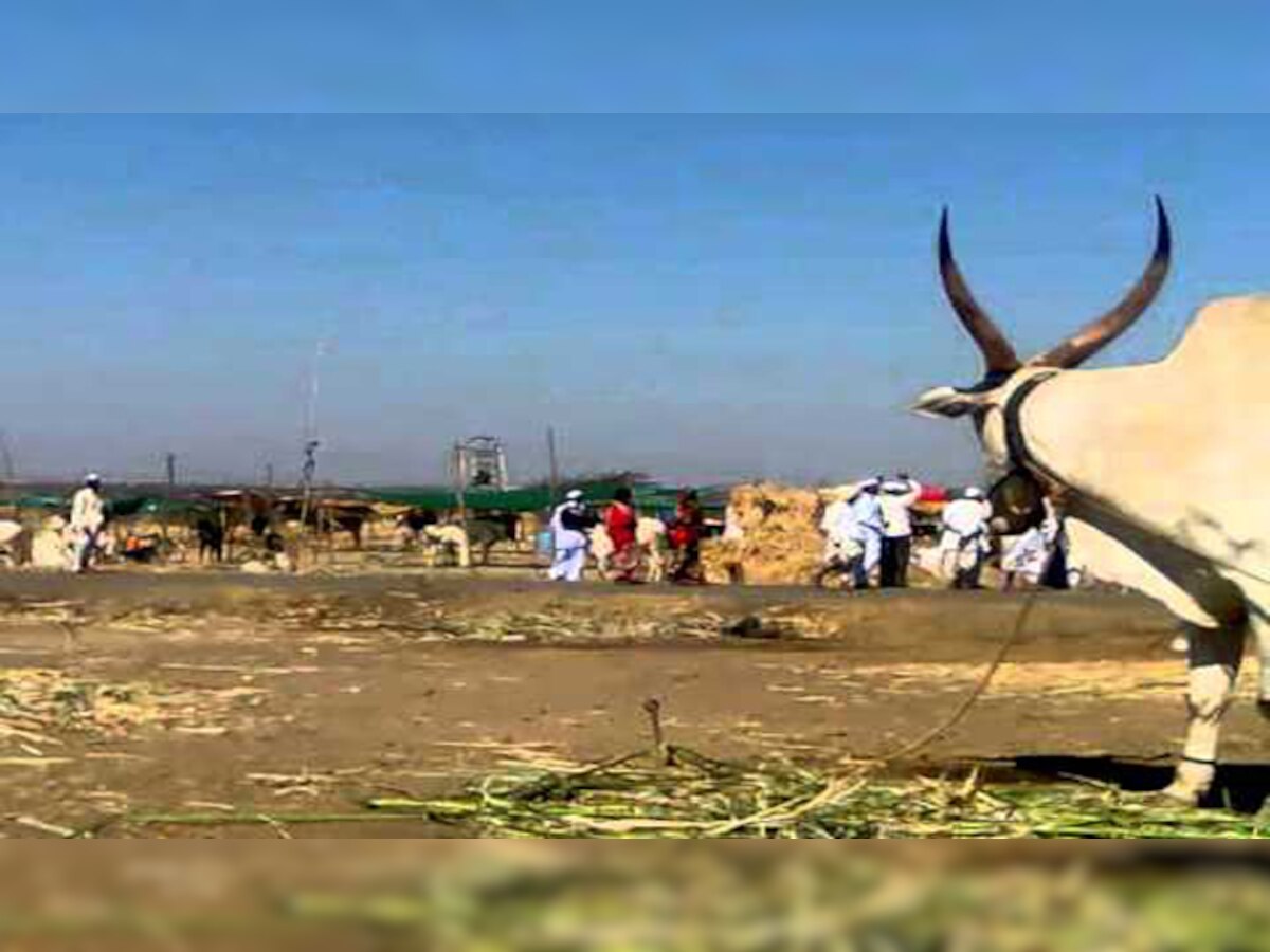 बीड, उस्मानाबाद आणि लातूरच्या चारा छावण्या बंद करण्याचे आदेश title=