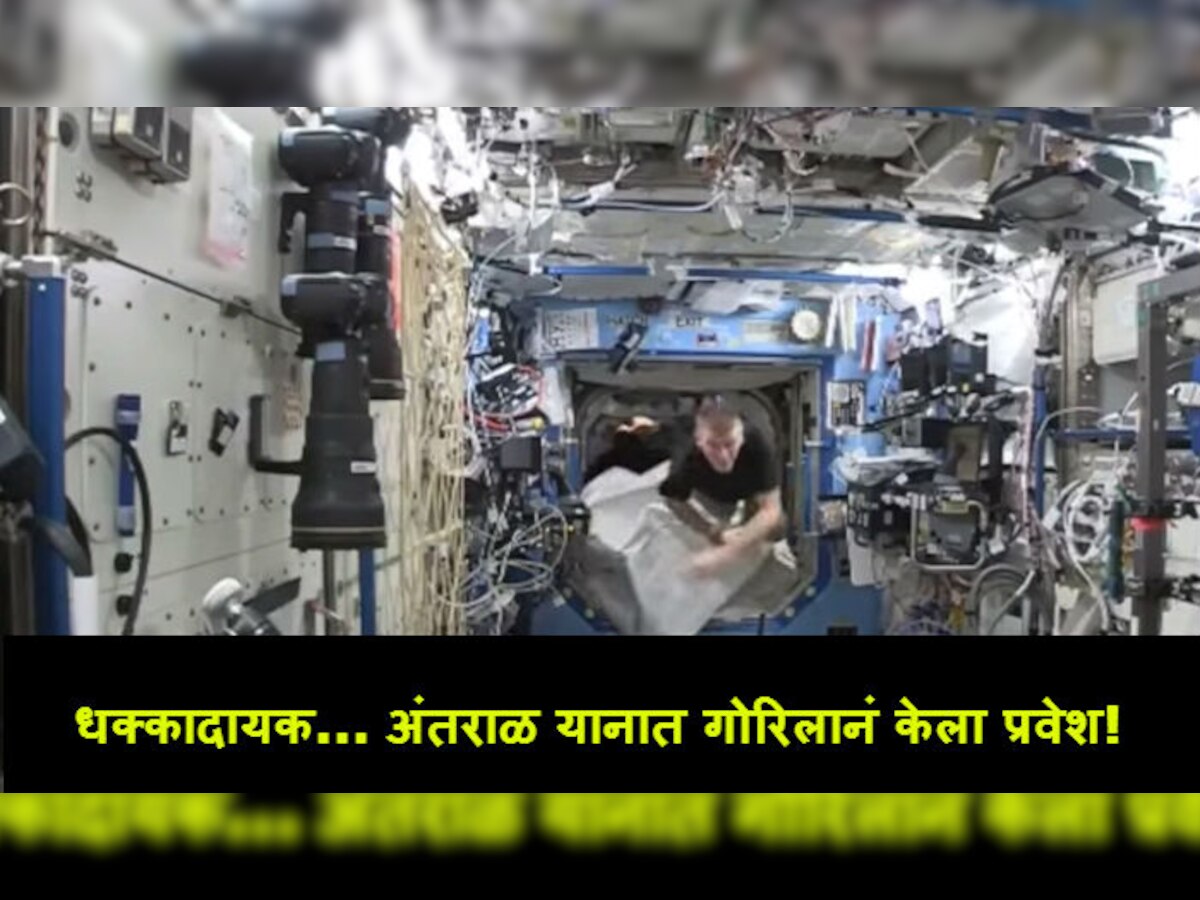 VIDEO : अवकाश यानात गोरिलानं केला अंतराळवीराचा पाठलाग  title=