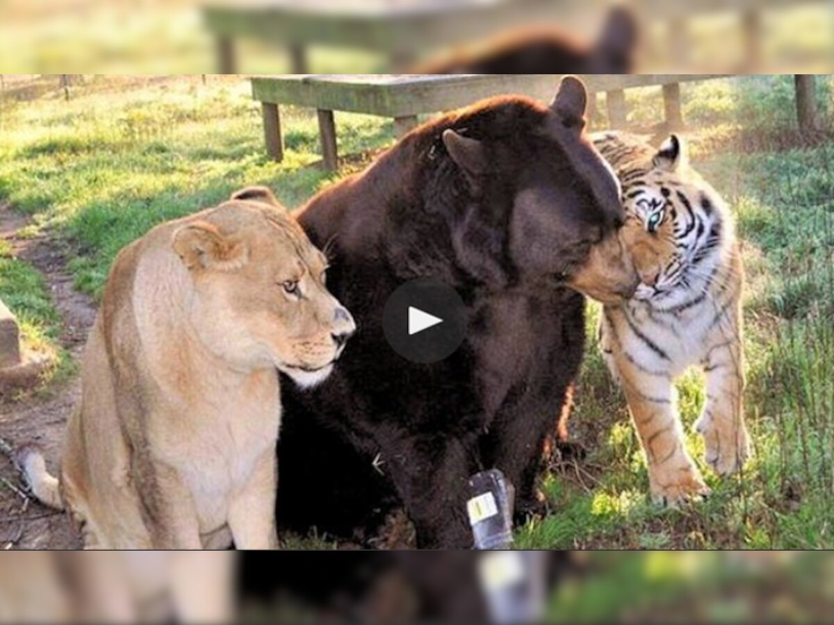 व्हिडिओ : बालू, लिओ आणि शेरेची अनोखी मैत्री वायरल title=