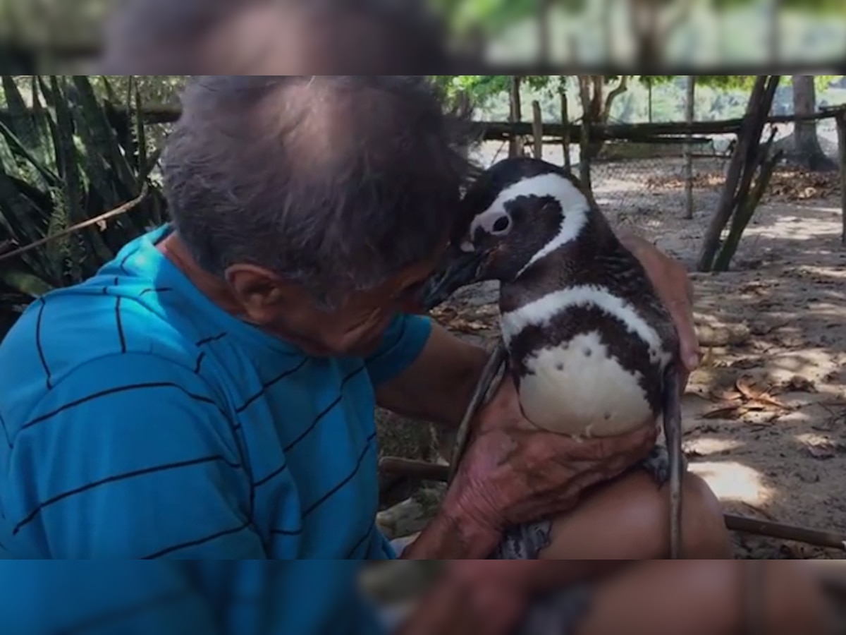 डिंडिम पेंग्विन दरवर्षी ८ हजार किमींचा प्रवास करुन त्याला भेटायला येतो title=