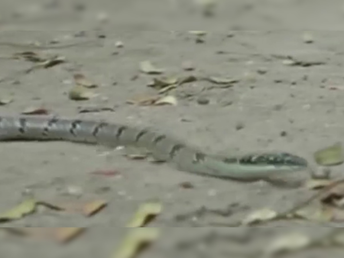 कोईम्बतूरमध्ये आढळला उडणारा साप title=