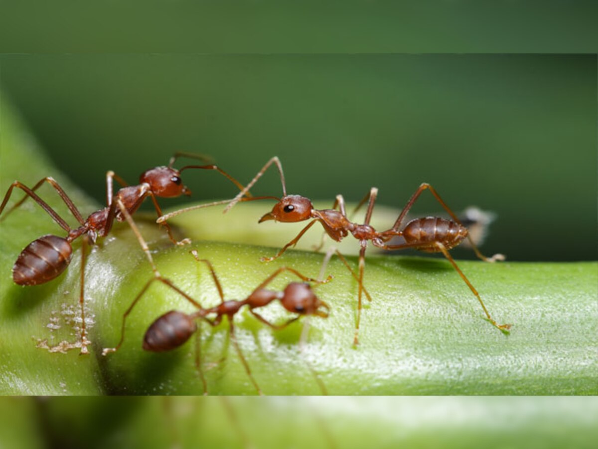 मानवाप्रमाणेच मुंग्याही तयार करतात घरात शौचालयं title=