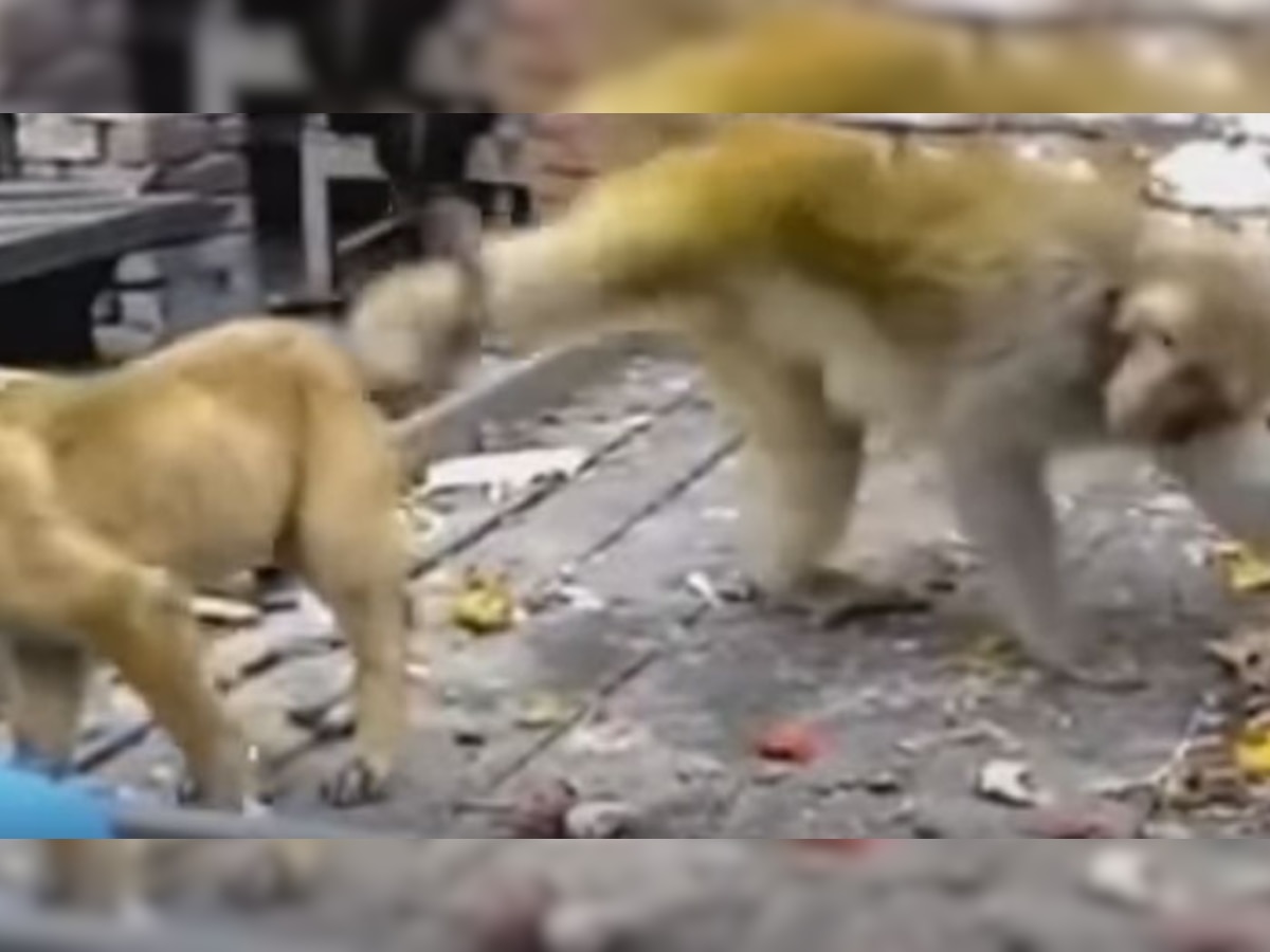 VIDEO : माकड जेव्हा कुत्र्याची शेपूट पकडून गरगर फिरवतो...  title=