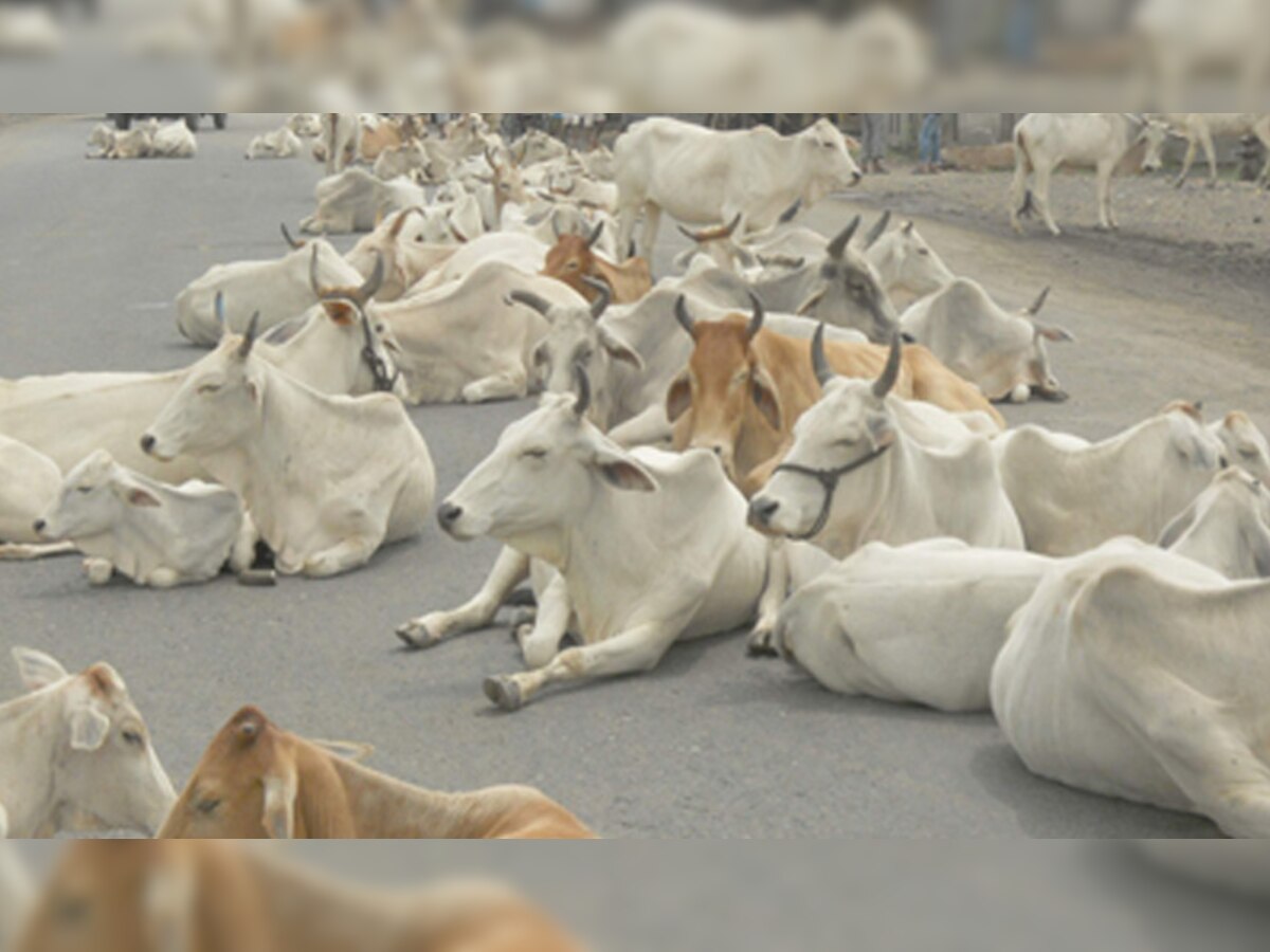 गोवंश हत्याबंदी कायम मात्र परराज्यातून गोमांस आणण्यास परवानगी title=