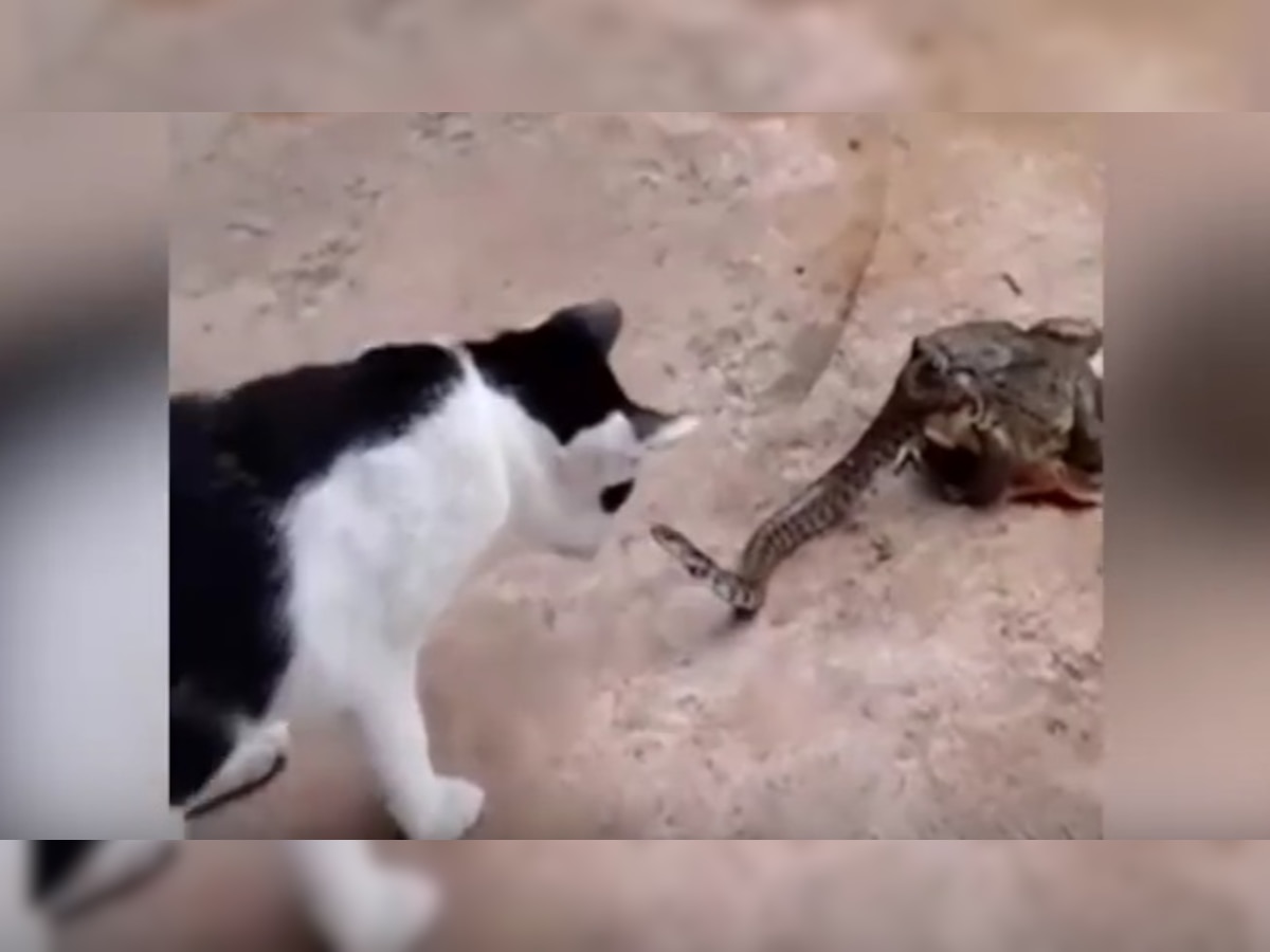 दुर्मिळ व्हिडिओ - बेडकाने जिवंत साप खाल्ला, मांजरीवर साप फणा काढतोय title=