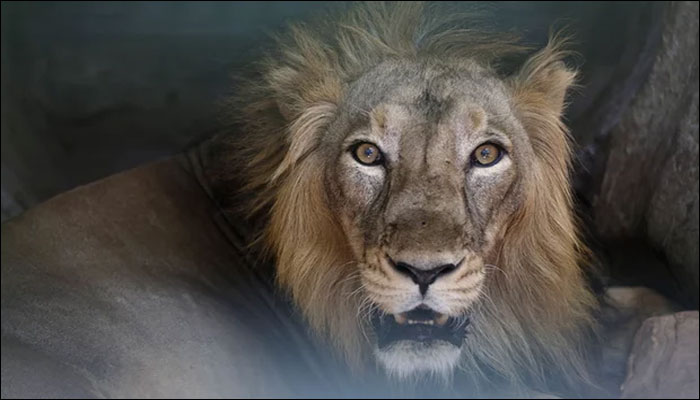 lion in hindi information