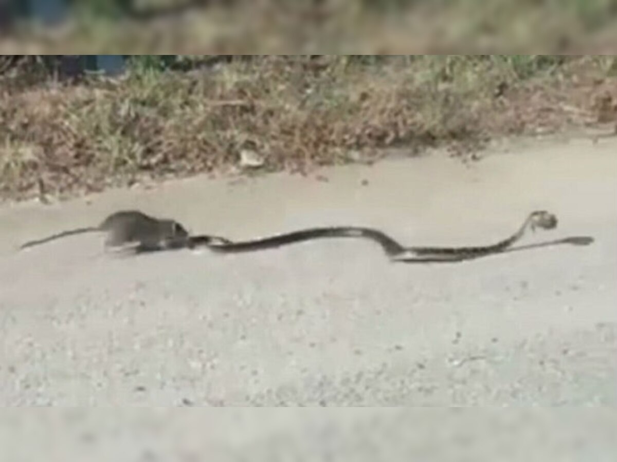 VIRAL व्हिडिओ : आपल्या पिल्लाला वाचवण्यासाठी उंदीर सापाला भिडला! title=