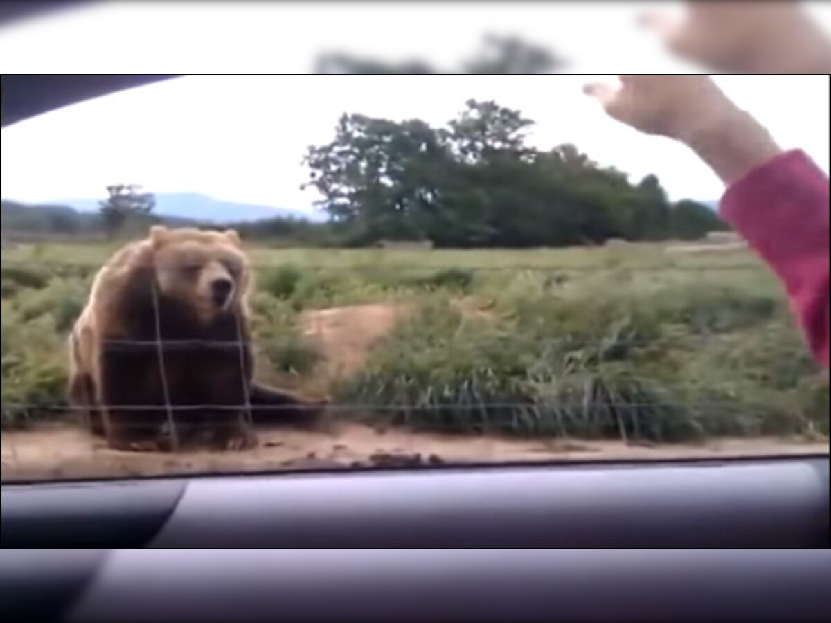 महिलेला पाहिल्यानंतर अस्वलाची अनपेक्षित प्रतिक्रिया, व्हिडिओ व्हायरल title=