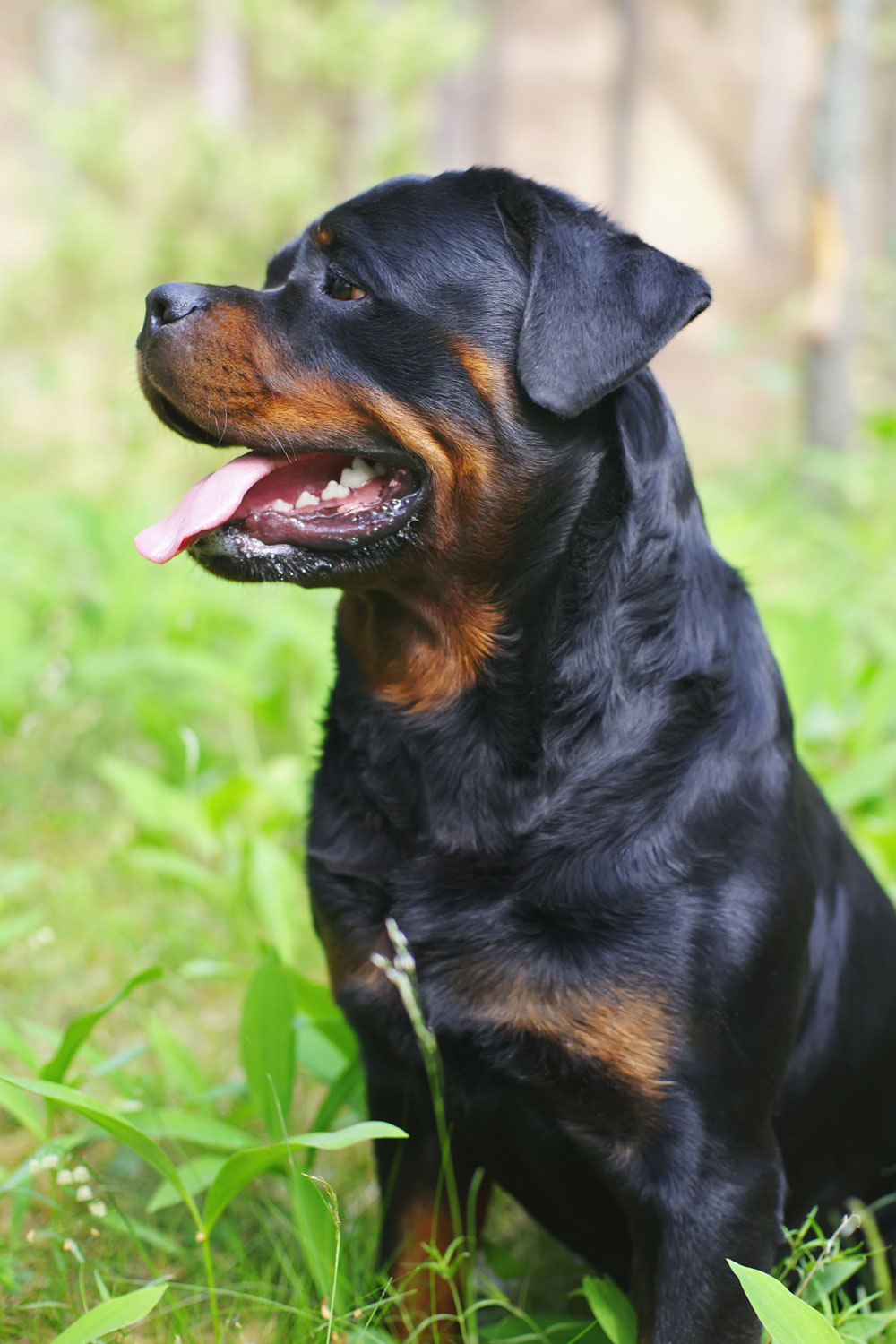 Rottweilers