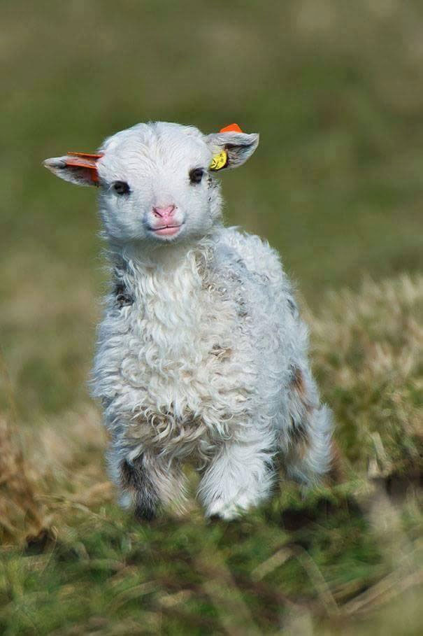 Lamb