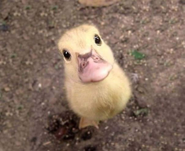 Duckling