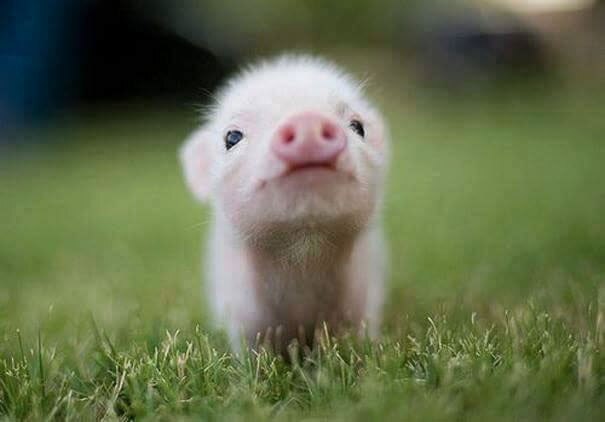 Piglet