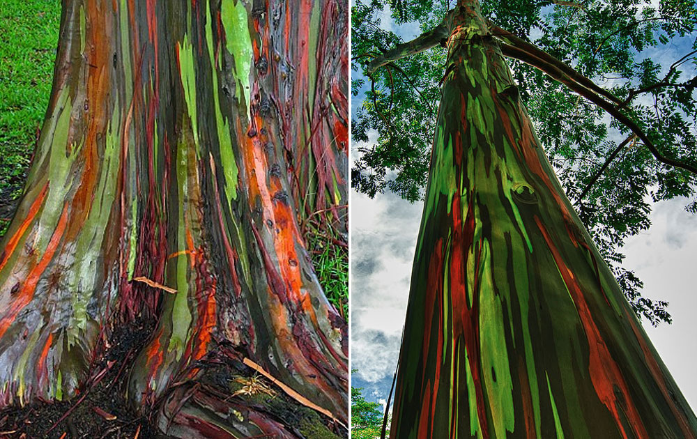 Rainbow Eucalyptus Trees in Kailua, Hawaii