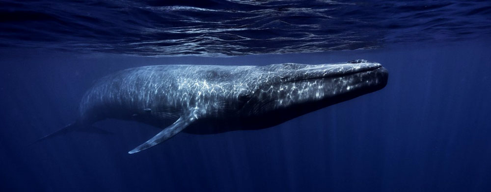 Blue whale