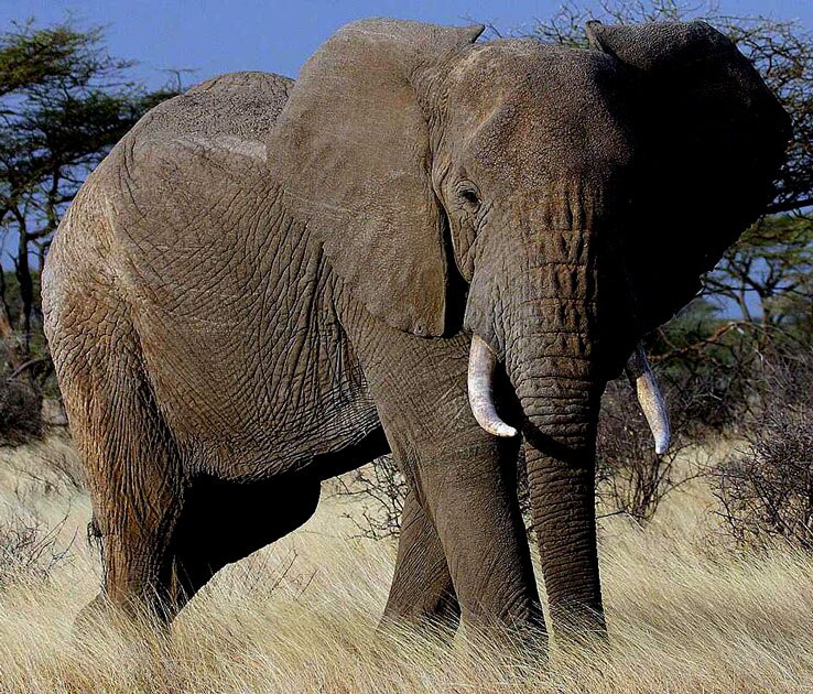 African elephant