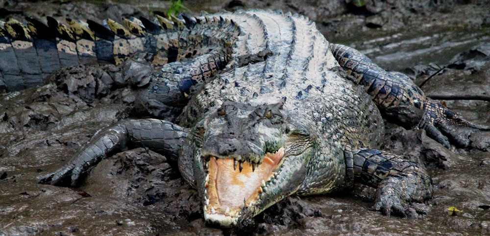 Saltwater crocodile