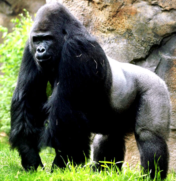 Eastern lowland gorilla