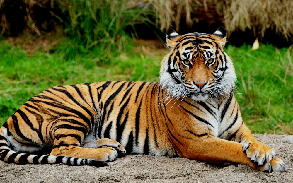 Tiger