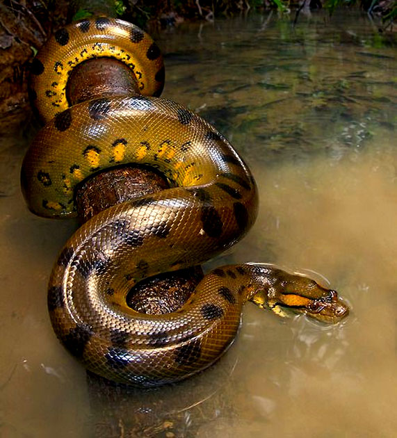 Anaconda