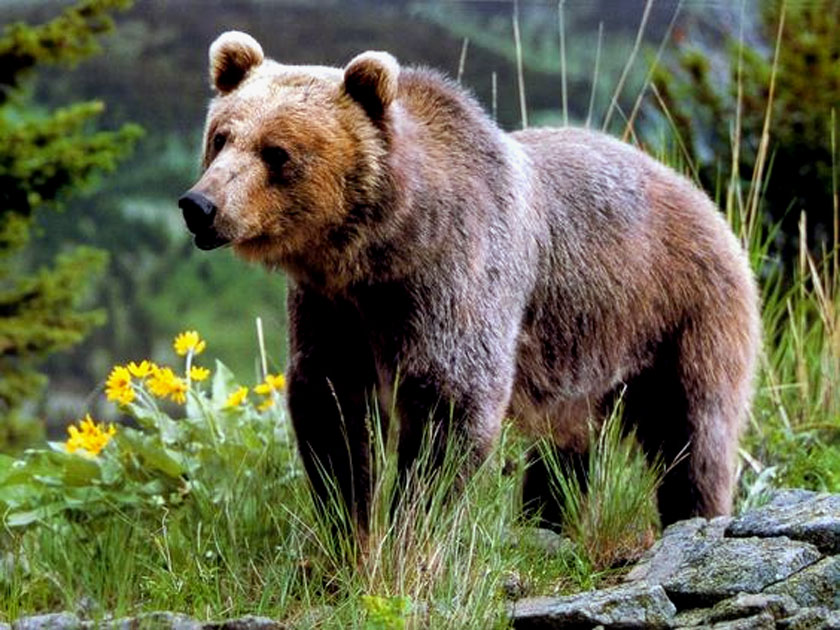 Grizzly bear