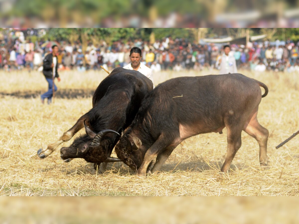 नागपुरात रेड्यांच्या झुंजी, हजारोंचा लागला सट्टा title=