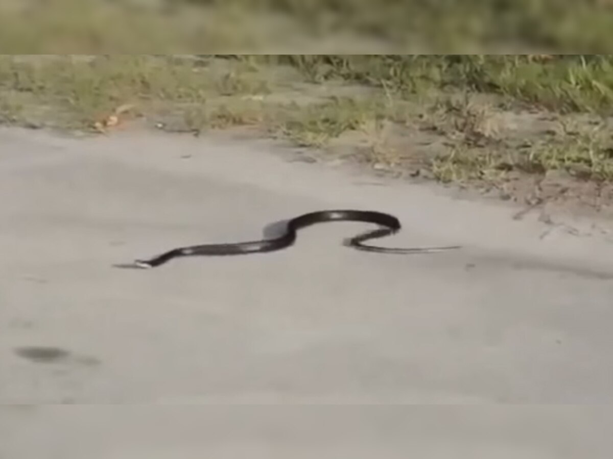 धक्कादायक व्हिडिओ : ... आणि सापाची आत्महत्या कॅमेऱ्यात कैद! title=